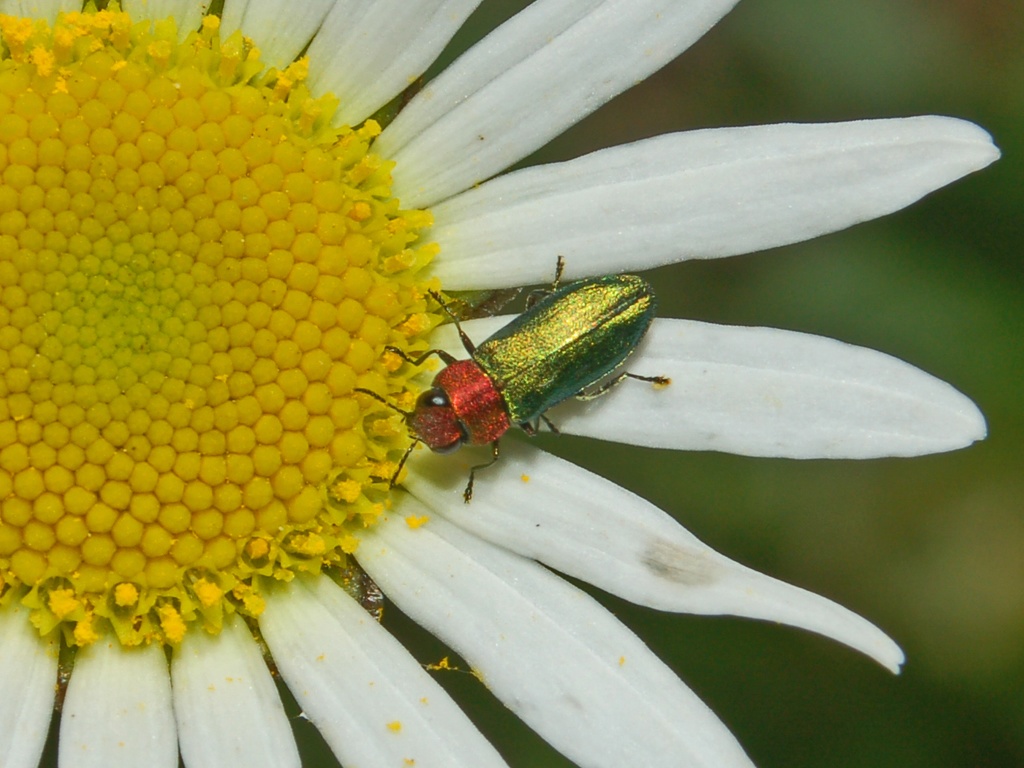Anthaxia nitidula (Buprestidae)